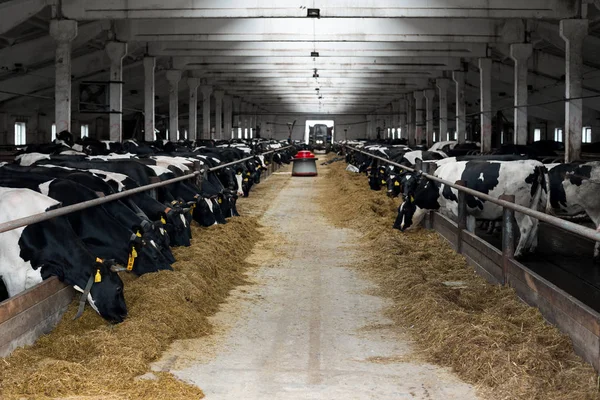 Tejhasznú tehenek egy gazdaságban — Stock Fotó