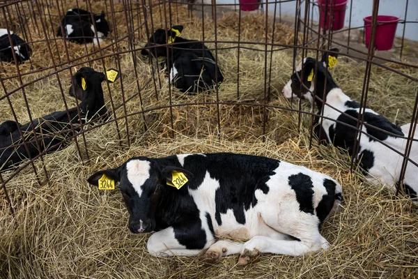 Calves in a farm — Stock Photo, Image