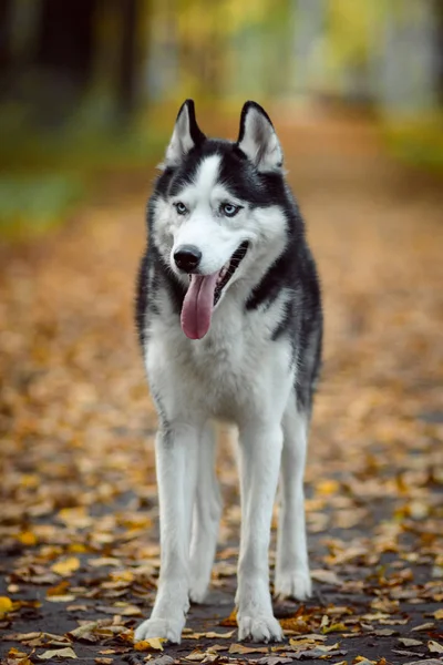 Retrato de husky siberiano — Fotografia de Stock