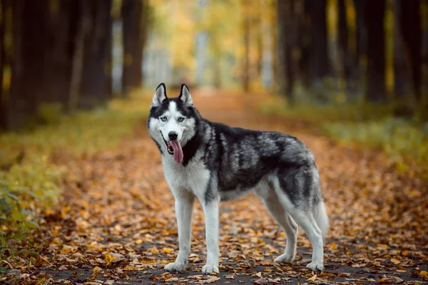 Retrato de husky siberiano — Foto de Stock