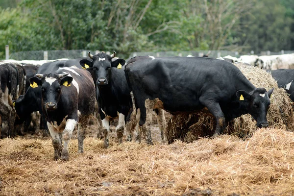 Fekete Fehér Tehén Tejüzem Mezőgazdaság Ipar Mezőgazdaság Állattenyésztés — Stock Fotó