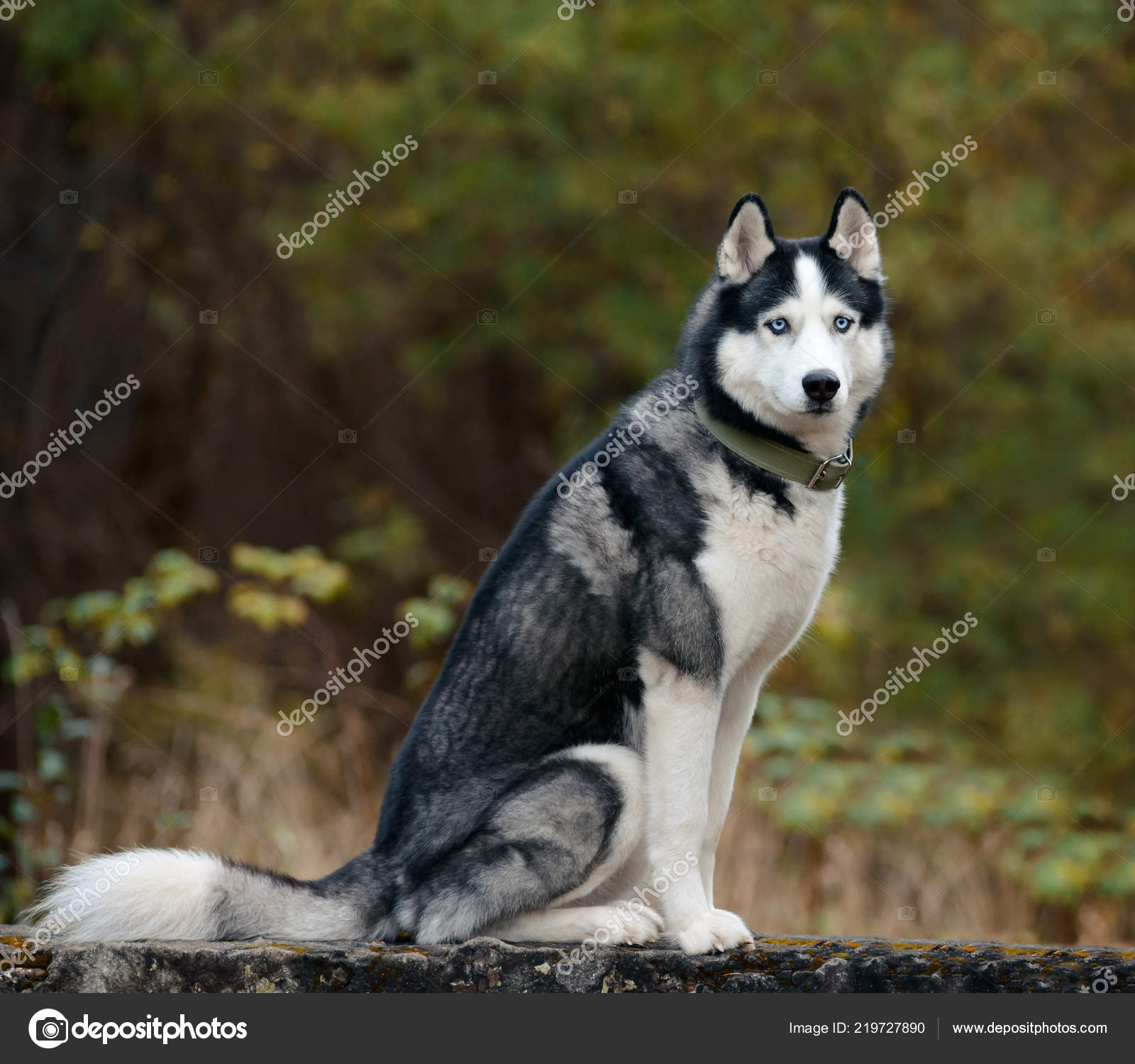 black white siberian husky