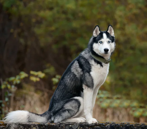 Preto Branco Siberian Husky Com Olhos Azuis Cão Raça Pura — Fotografia de Stock