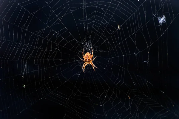 Red Spider Spider Web Dark Background European Garden Spider Scary — Stock Photo, Image