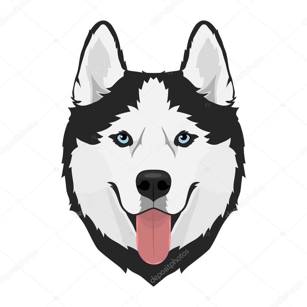 Husky dog head