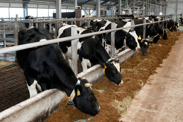 Black White Cows Eating Hay Cowshed Dairy Farm Agriculture Industry — Stock Photo, Image