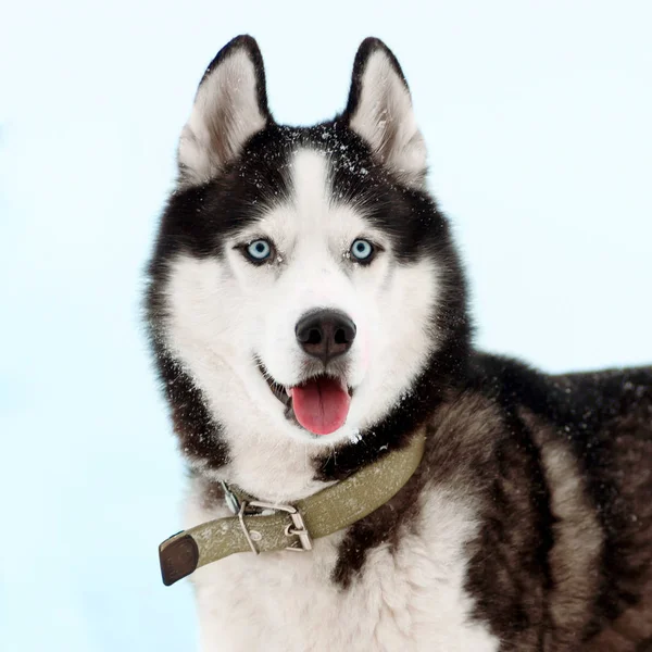 Siberian husky dog — Stock Photo, Image