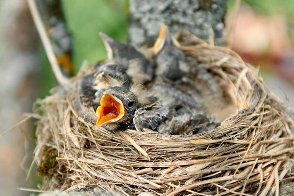 Baby birds in nest — Stock Photo, Image