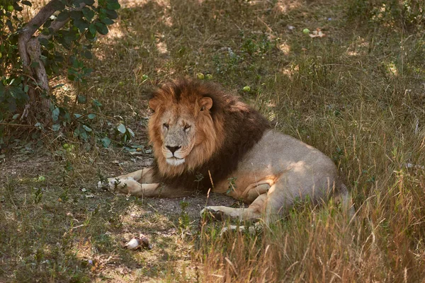 Retrato de leão grande — Fotografia de Stock