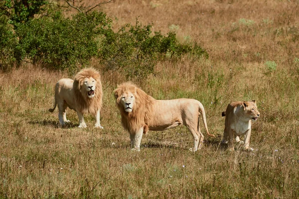 Leões selvagens na natureza — Fotografia de Stock