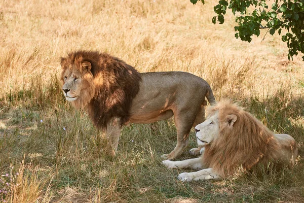 Leones salvajes en la naturaleza — Foto de Stock