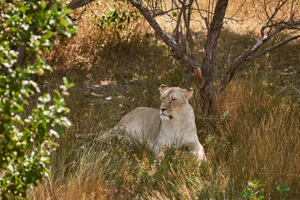 Groot leeuwin portret — Stockfoto