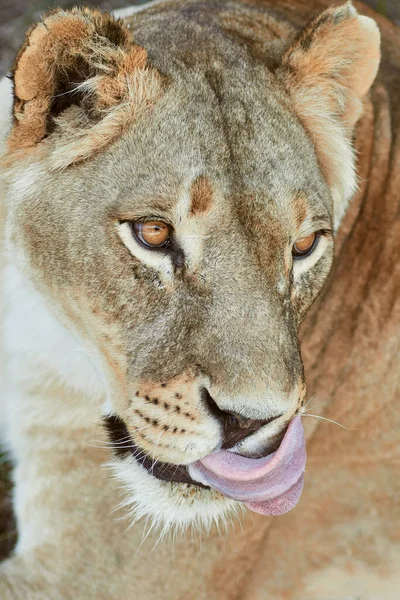 Retrato de leona de cerca — Foto de Stock