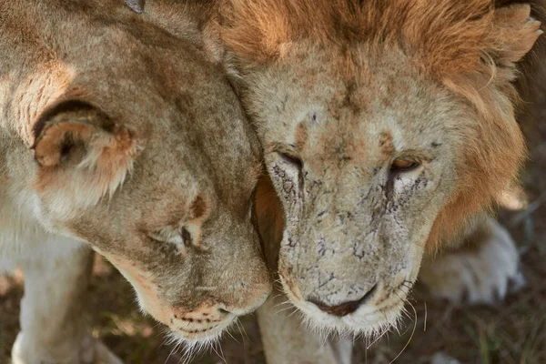 Пара взрослых львов — стоковое фото