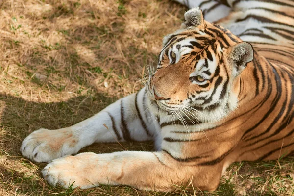 Belo retrato de tigresa — Fotografia de Stock