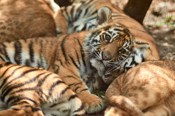 Tiger cubs resting — Stock Photo, Image