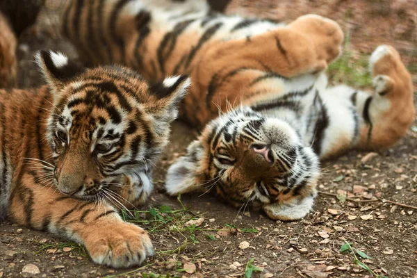 Тигрицы отдыхают — стоковое фото