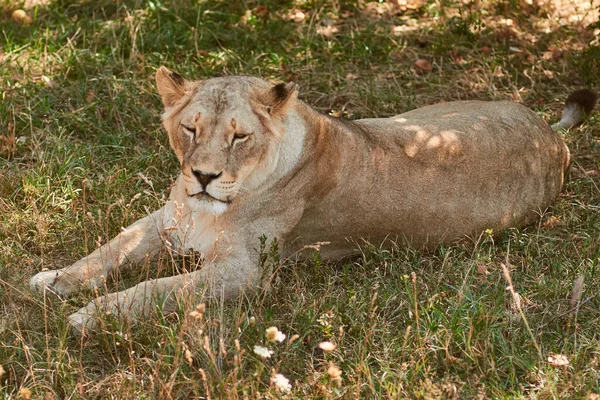 Big lioness portrait — Stock Photo, Image