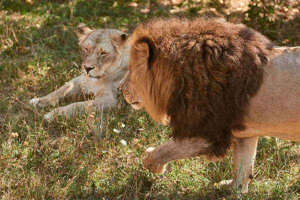 Leones salvajes en la naturaleza — Foto de Stock