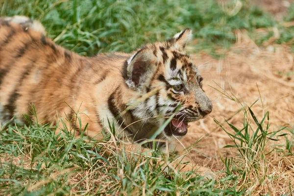 Filhote de tigre bonito — Fotografia de Stock