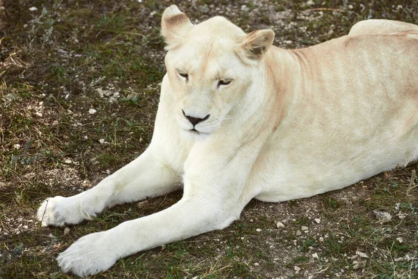 Красивая белая львица — стоковое фото