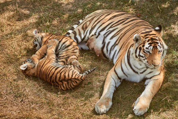 Tigre cachorros con madre — Foto de Stock