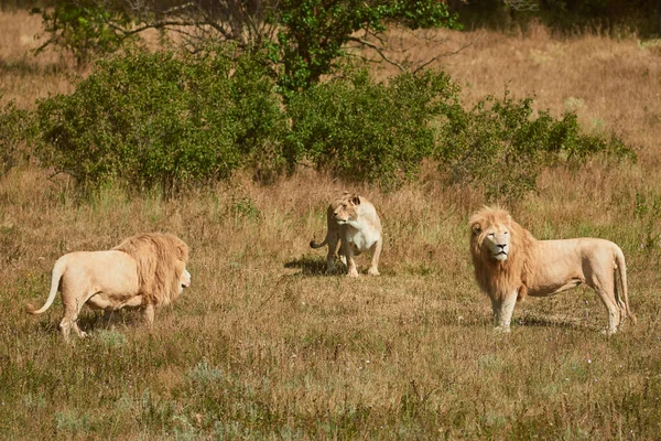 Leões selvagens na natureza — Fotografia de Stock