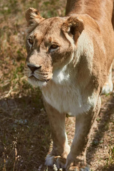 Большой портрет львицы — стоковое фото