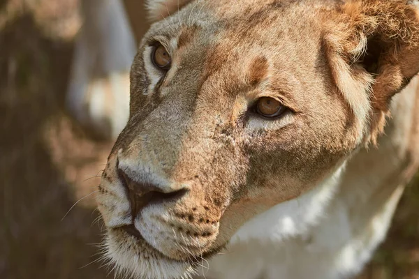Retrato de leoa close-up — Fotografia de Stock