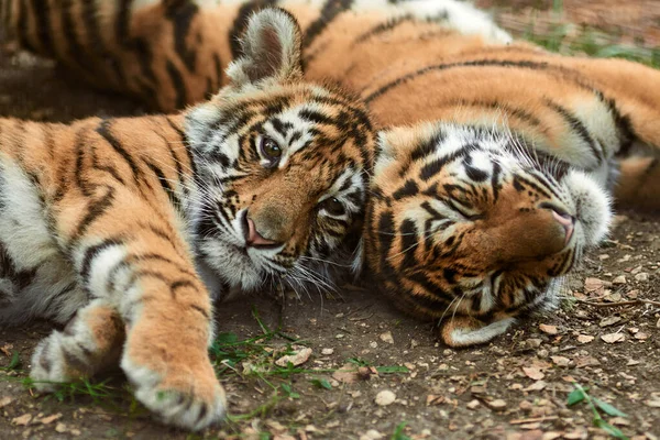 Тигрицы отдыхают — стоковое фото