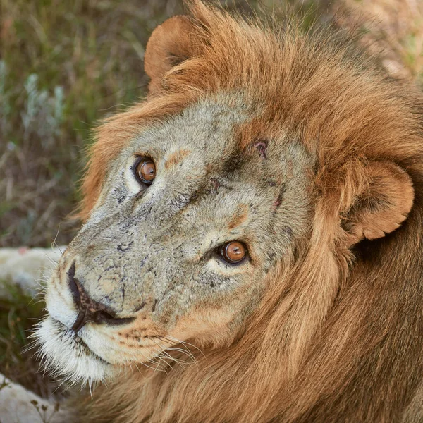 Retrato de leão grande — Fotografia de Stock