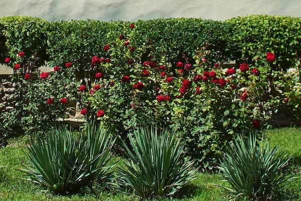 Belle rose in giardino — Foto Stock
