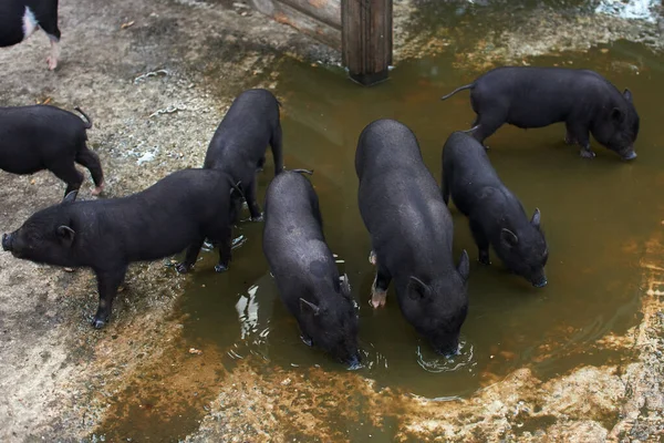 Black pigs in a puddle — Stock Photo, Image