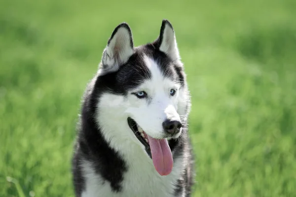 Σιβηρίας Χάσκι σκυλί — Φωτογραφία Αρχείου