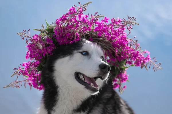 Husky perro con corona floral —  Fotos de Stock