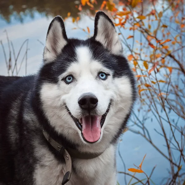 Sibirisk huskyhund på hösten — Stockfoto