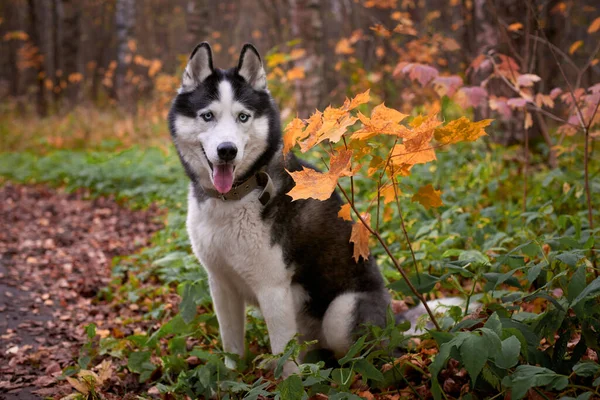 Sibirisk huskyhund på hösten — Stockfoto