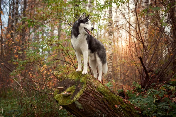 Sibirisk huskyhund på hösten — Stockfoto