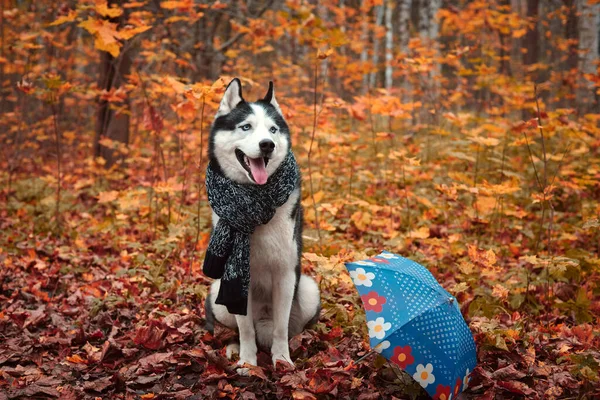 Sibirisk huskyhund på hösten — Stockfoto