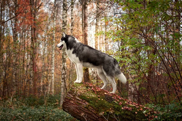 Sonbaharda Sibirya Husky köpeği — Stok fotoğraf