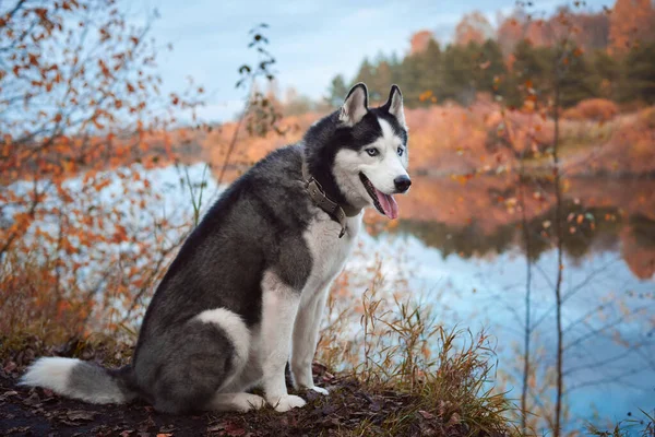 Sibirisk huskyhund på hösten — Stockfoto