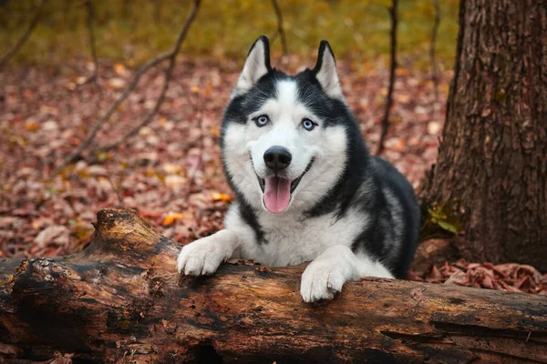 Siberian cão husky no outono — Fotografia de Stock