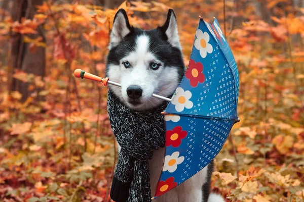 Sibirisk huskyhund på hösten — Stockfoto