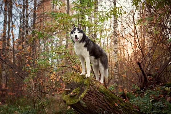 Siberian cão husky no outono — Fotografia de Stock