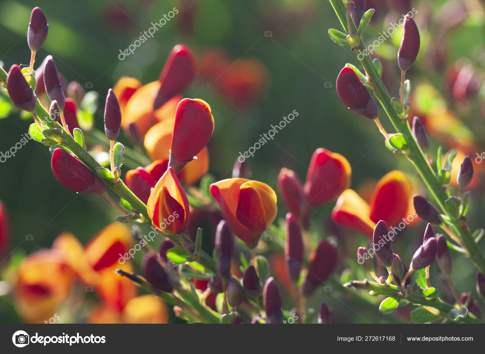 Cytisus Scoparius Spring Blooming Bush Red Yellow Blossom Stock Photo Image By C Picmax13 272617168