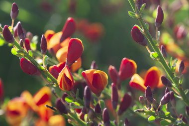 Cytisus scoparius bahar kırmızı / sarı çiçekli çalı çiçeklenme