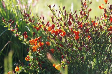 Cytisus scoparius bahar kırmızı / sarı çiçekli çalı çiçeklenme
