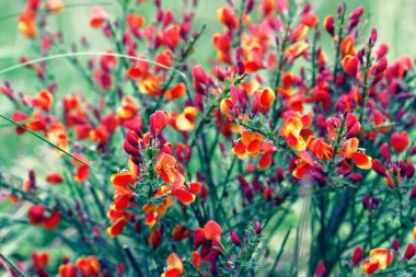 Cytisus scoparius bahar kırmızı / sarı çiçekli çalı çiçeklenme