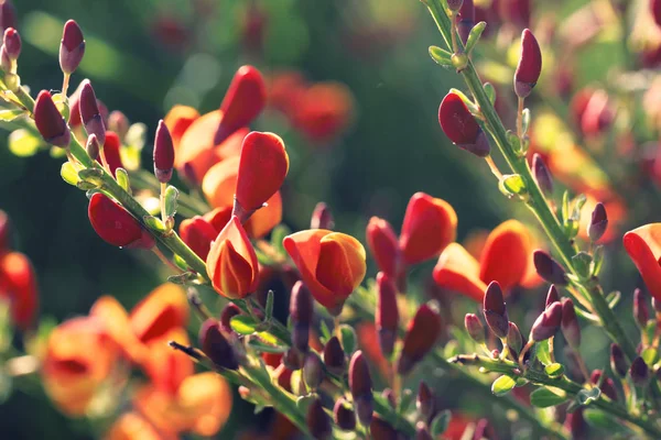 Cytisus scoparius bahar kırmızı / sarı çiçekli çalı çiçeklenme