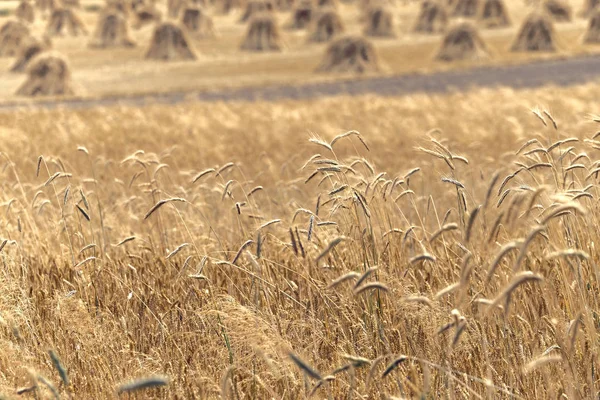 Afschuw van tarwe op de achtergrond van het grote veld van rijp tarwe — Stockfoto